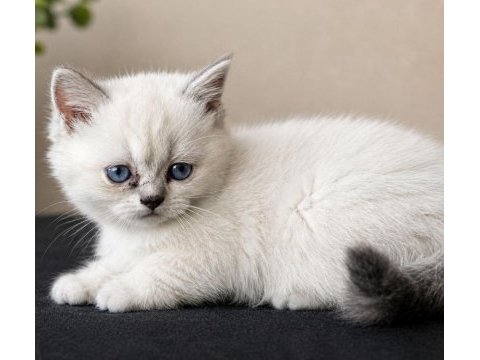 Bulu point dişi ve erkek kedilerimiz mevcuttur