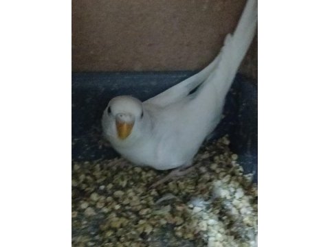 Yavru muhabbet kuşları 2 aylık