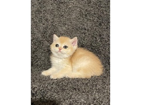 Anne baba şecereli safkan golden ny12 dişi british shorthair