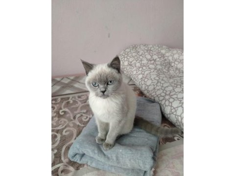 5 aylık blue point british kızım sahiplendirilecek