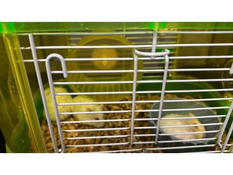 Gonzales hamster
