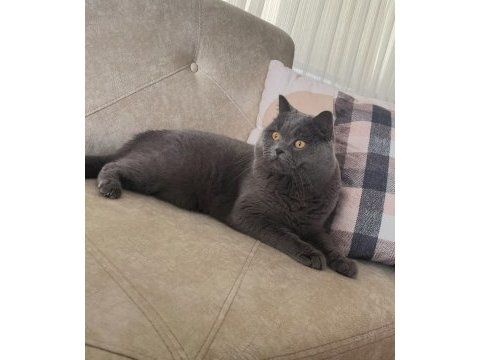 British shorthair acil ömürlük yuva