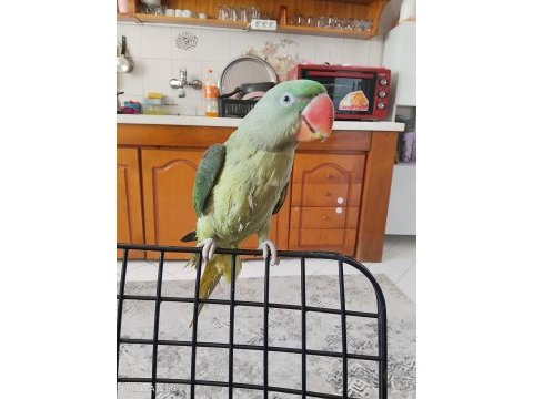 Jumbo boy evcil 8 aylık iskender papağanı