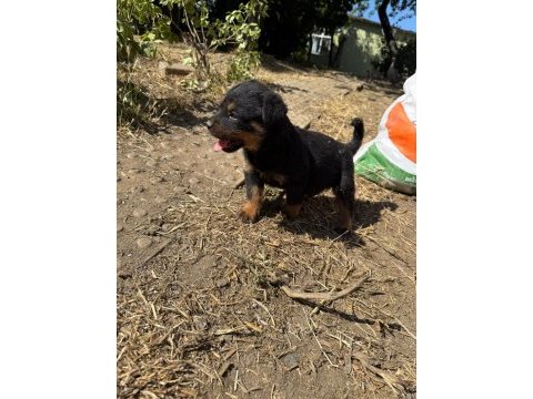Dişi rottweiler köpeği