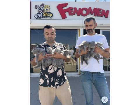 En güzelini arayanlara renk renk orjinal yavru kediler 
