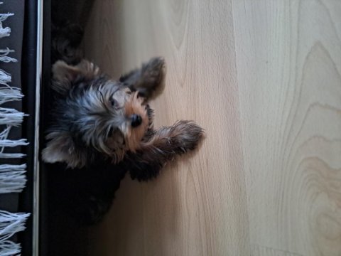 Micro boy yorkshire terrier bebekler
