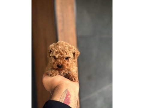 Kore poodle yavru köpeklerimiz