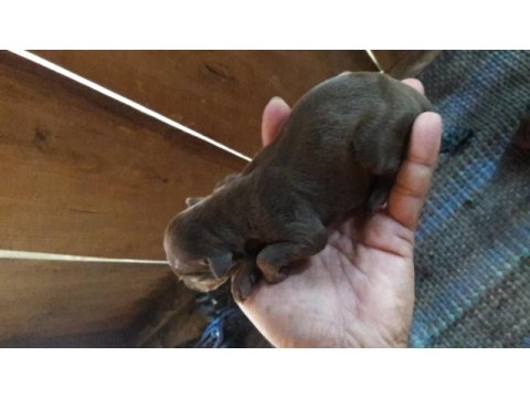 Doberman yavrular