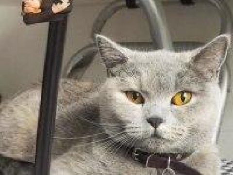 British shorthair yavrularımız yeni sahiplerini bekliyor