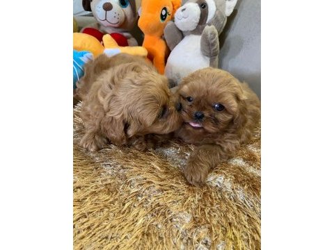 Wc eğitimli aşılı karneli maltipoo yavrularımız