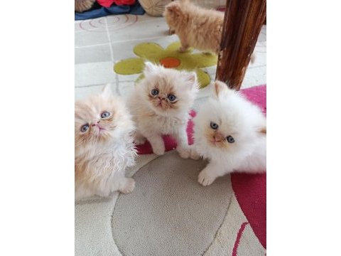 İran persian yavru