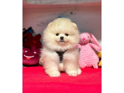 Sevimli pomeranian boo yavrularımız