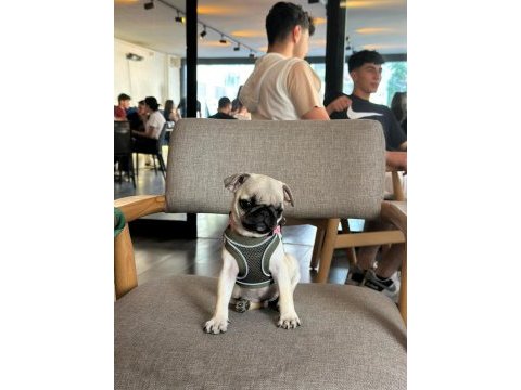 3 aylık saf kan teacup pug