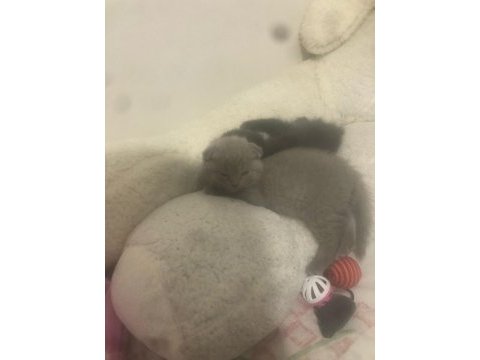 Acil scottish fold 2 kardeş