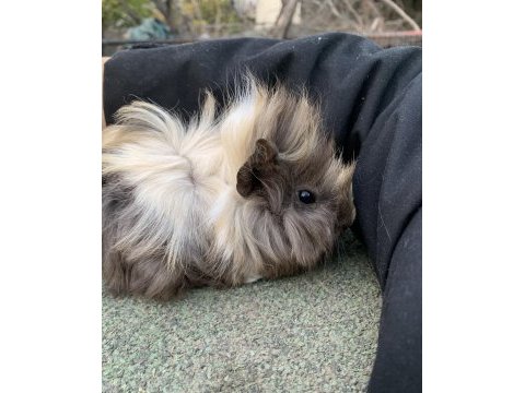 Yavru guinea pig