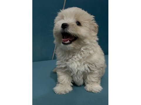 Böyle güzel maltipoo yavrum olsun istiyorsan ulaşabilirsin