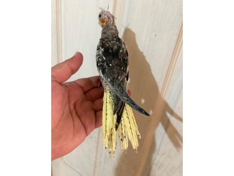 40 günlük el besleme bebek sultan papağanı