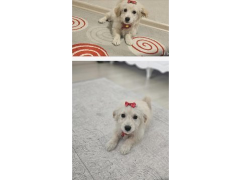 Sevimli yavru köpeğe acil ev arıyoruz