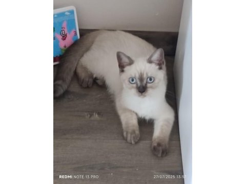4 aylık british shorthair blue point çok akıllı ve oyuncu
