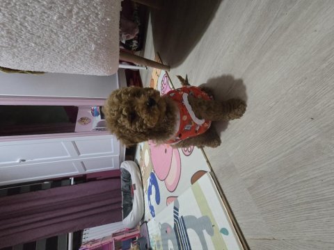 Erkek toy poodle