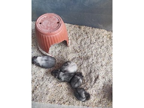Gonzales hamster yavruları