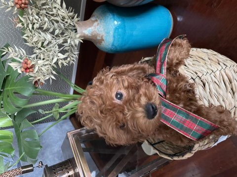 Muhteşem poodle