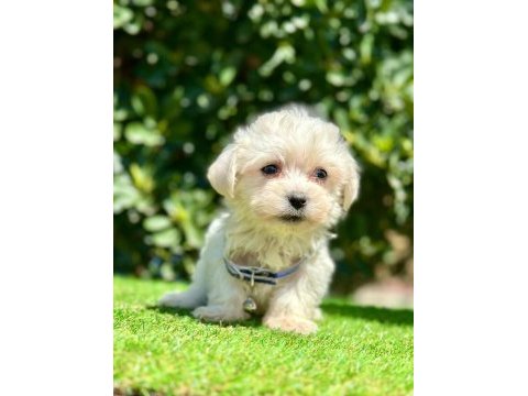 Sevimli maltese terrier