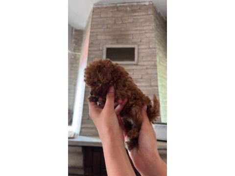 Toy poodle yavrularımız
