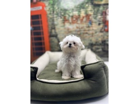 Kore kan teacup erkek maltese terrier yavrumuz