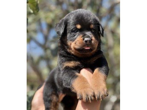 Harika anatomi rottweiler yavrular