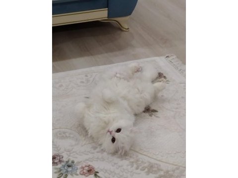 Pamuk gibi scottish fold