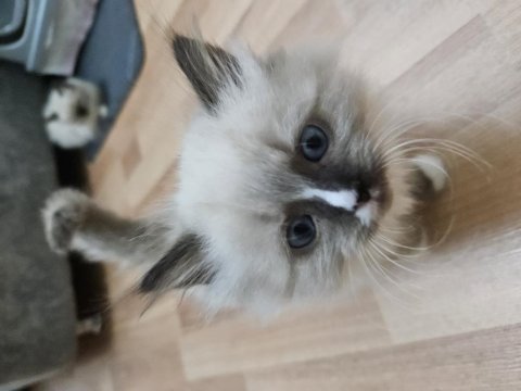 Kediseverler için melez ragdoll yavrularım