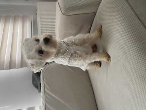 Sıfır numara maltipoo 1 buçuk yaşında dişi