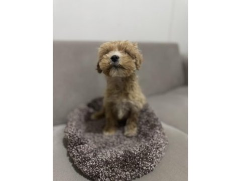 Maltipoo erkek bebeğim