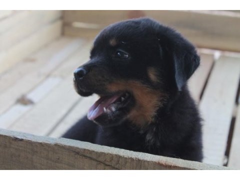 Hayalinizdeki rottweıler yavrusu sizi bekliyor
