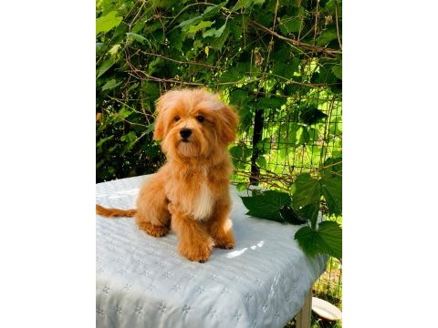 Toplu 4 adet erkek maltipoo