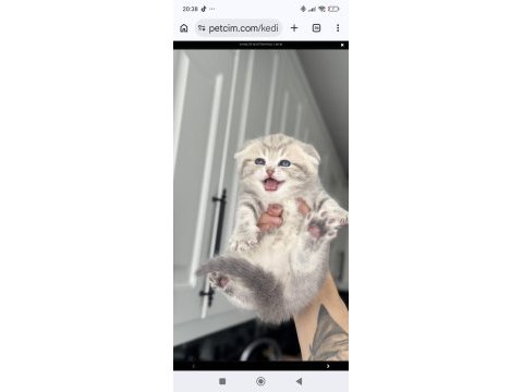Aaa+ kalite scottish fold yavruları