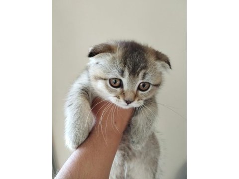 Erkek scottish fold