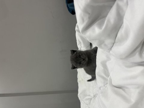 2 aylık british shorthair