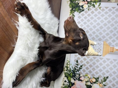 Operasyonlu asil doberman kanlar