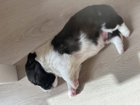 Sevimli terrier yavrular yeni yuvalarını arıyor!