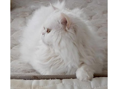 Chinchilla kediler