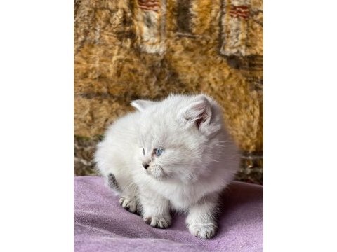 Full orjinal lynx point british shorthair