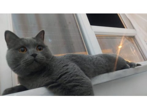 British shorthair uyumlu kedimiz