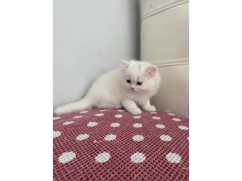 Beyaz chınchılla yavruları