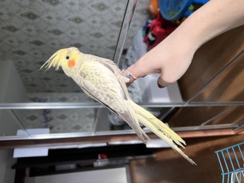 Sağlıklı evcil sultan papağanı çift ve tek