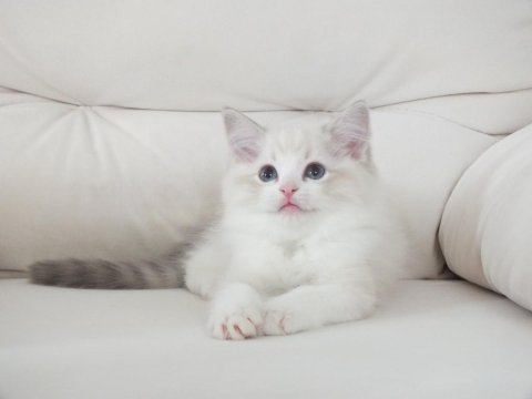 Full şecereli ragdoll yavruları