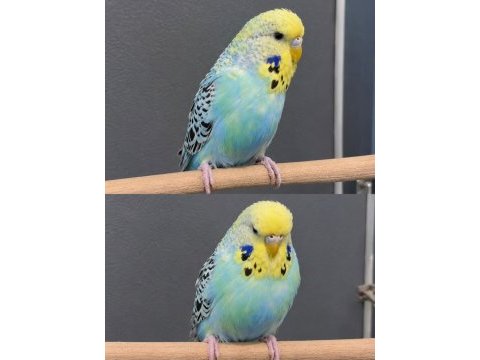 Jumbo yavru muhabbet kuşu
