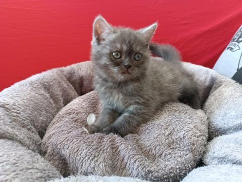 British shorthair erkek yavrumuz