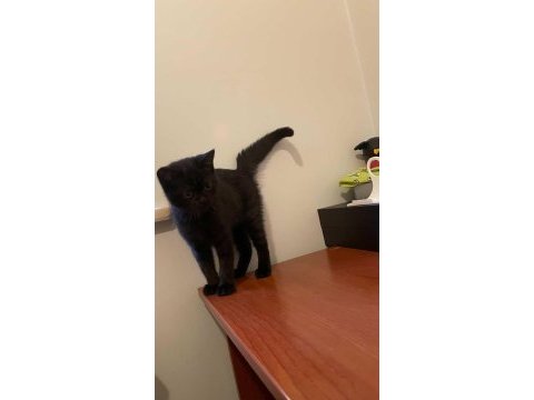 Oyuncu sevecen 3 aylık yavru british shorthair